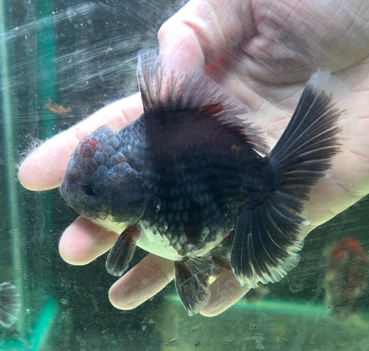Blue Black Orchid Tail Oranda (Release Date: 18 Nov 2025)