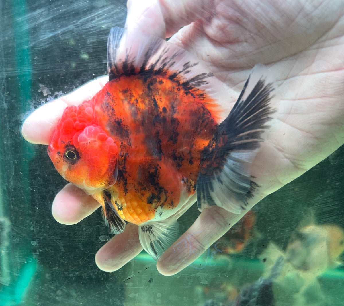 Tiger Calico Orchid Tail Oranda (Release Date: 18 Nov 2025)
