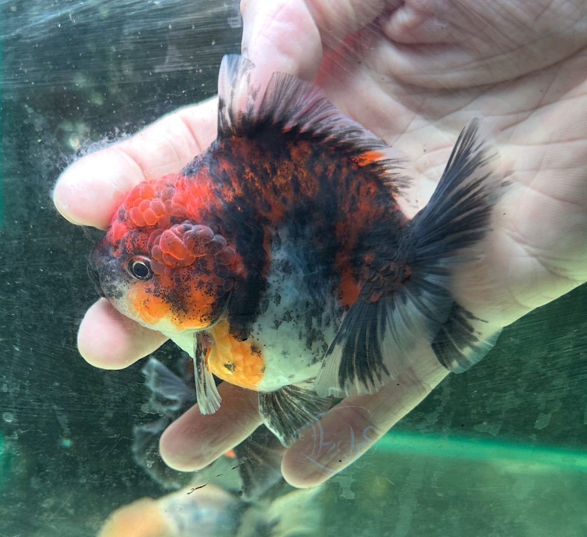 Calico Orchid Tail Oranda (Release Date: 18 Nov 2025)