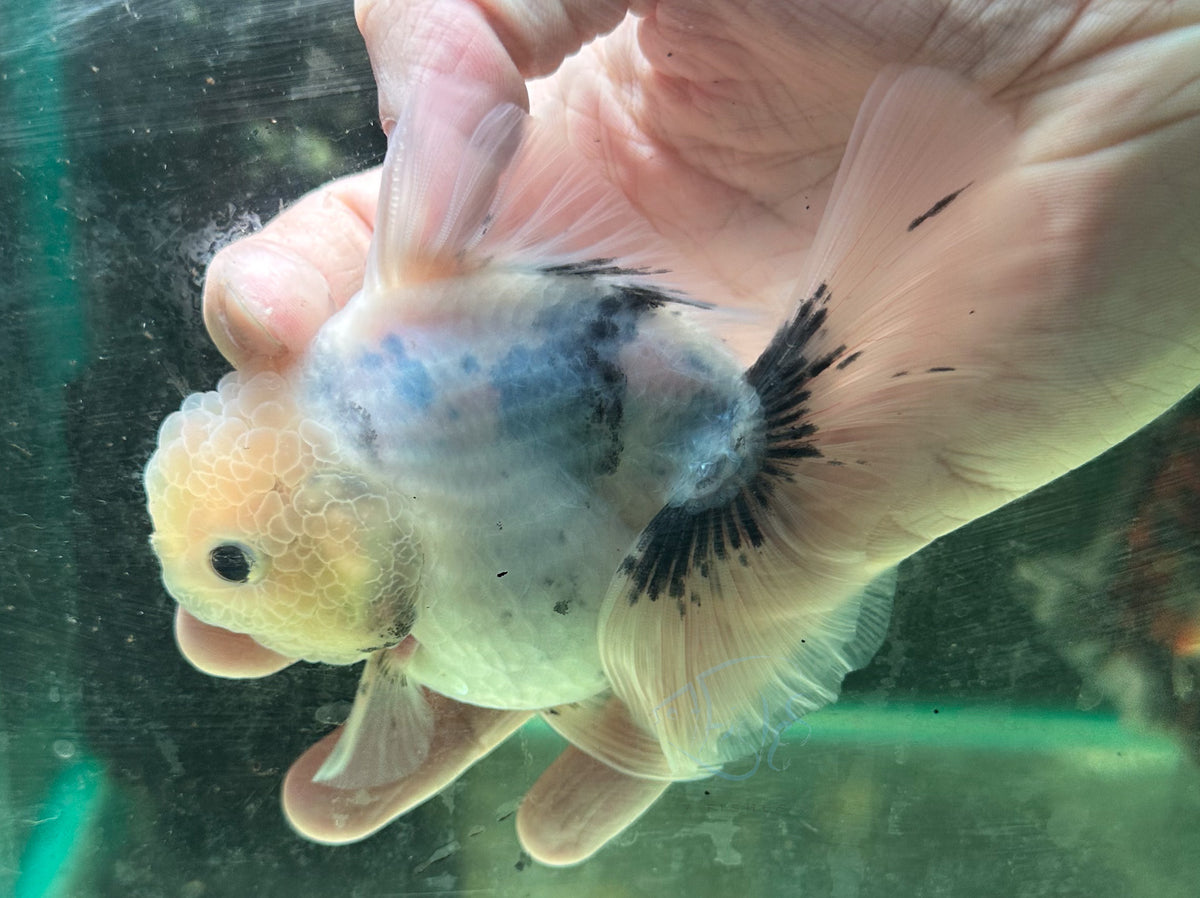 Ink Spot Orchid Tail Oranda (Release Date: 18 Nov 2025)