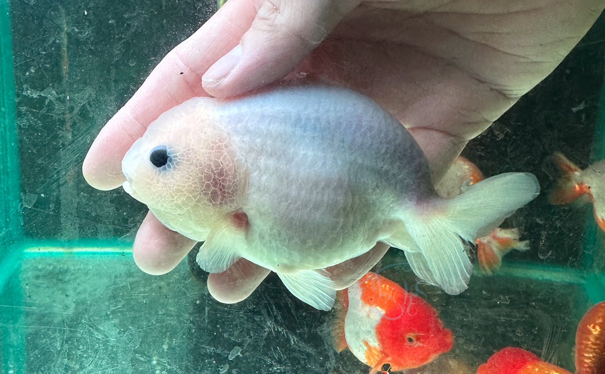 White Ranchu Goldfish