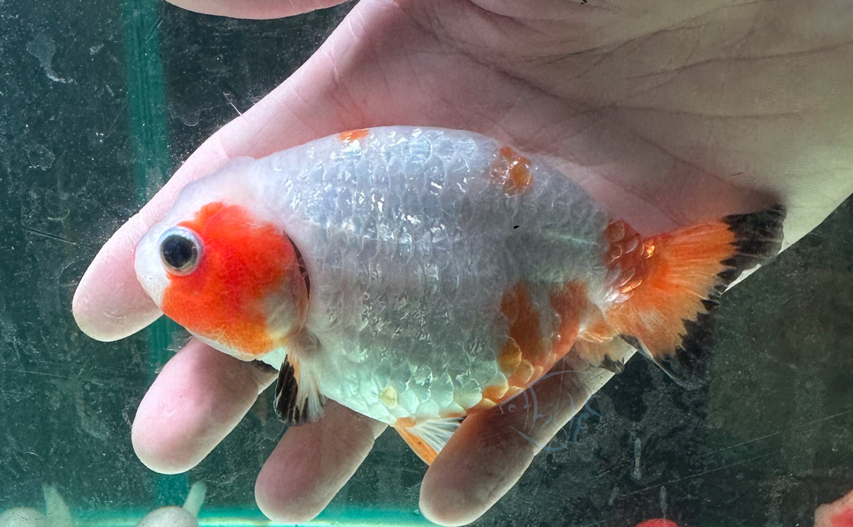 Orange White Ranchu Goldfish