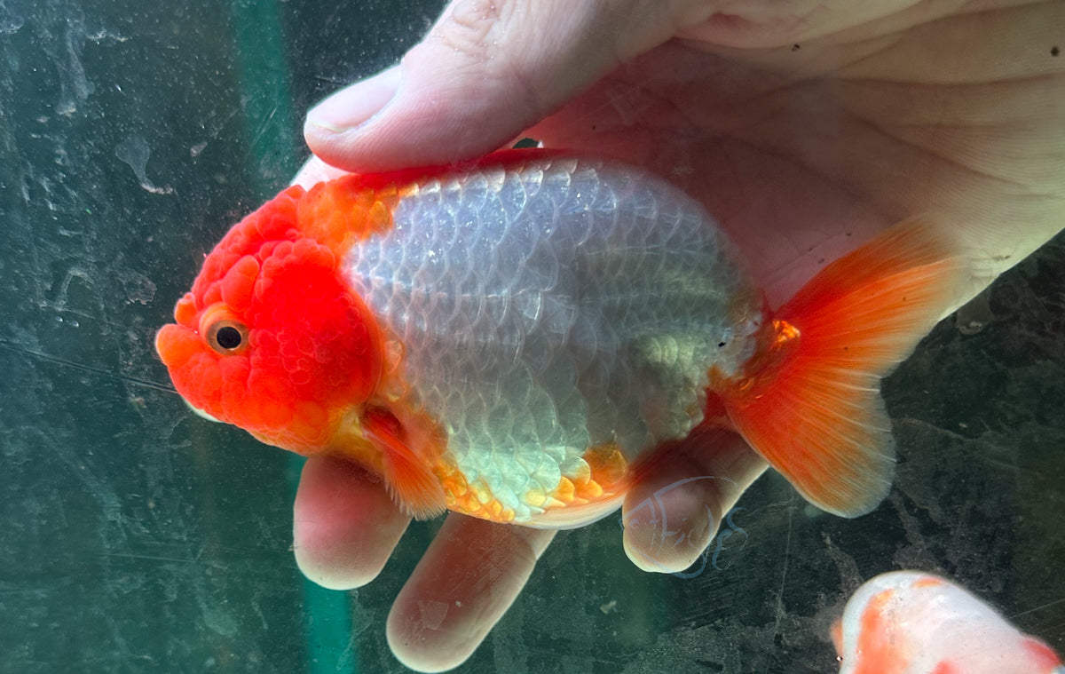 Orange White Ranchu Goldfish