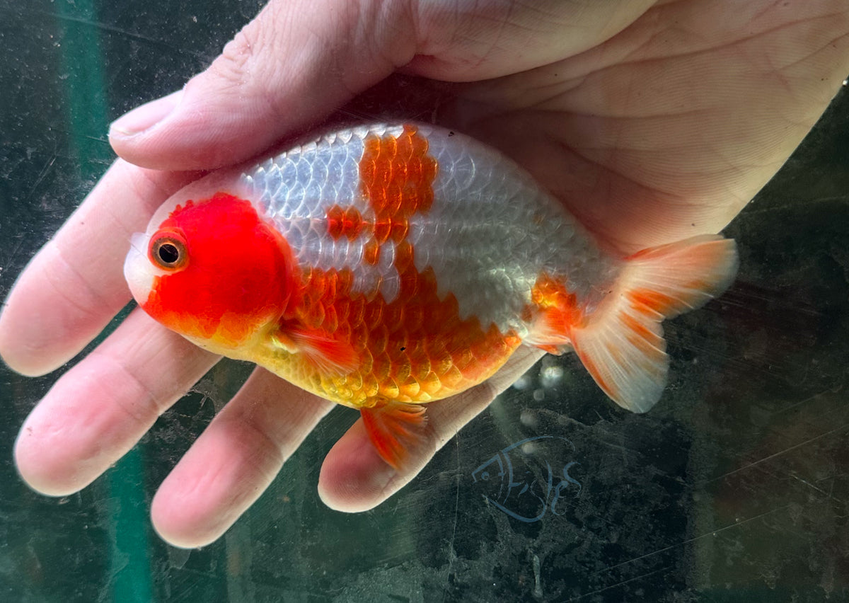 Orange White Ranchu Goldfish