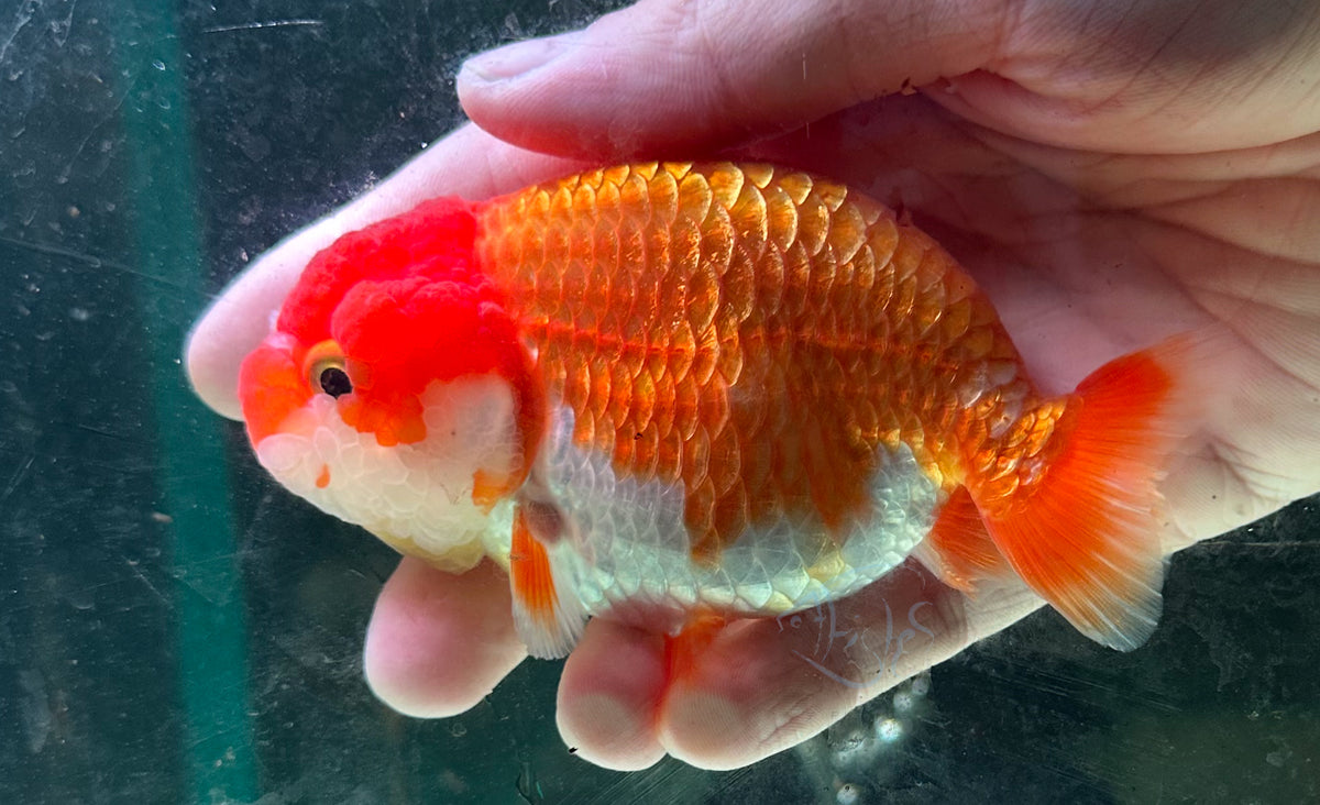 Orange White Ranchu Goldfish