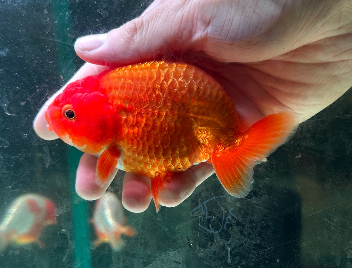 Orange Ranchu Goldfish