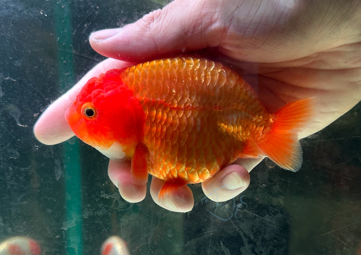 Orange Ranchu Goldfish
