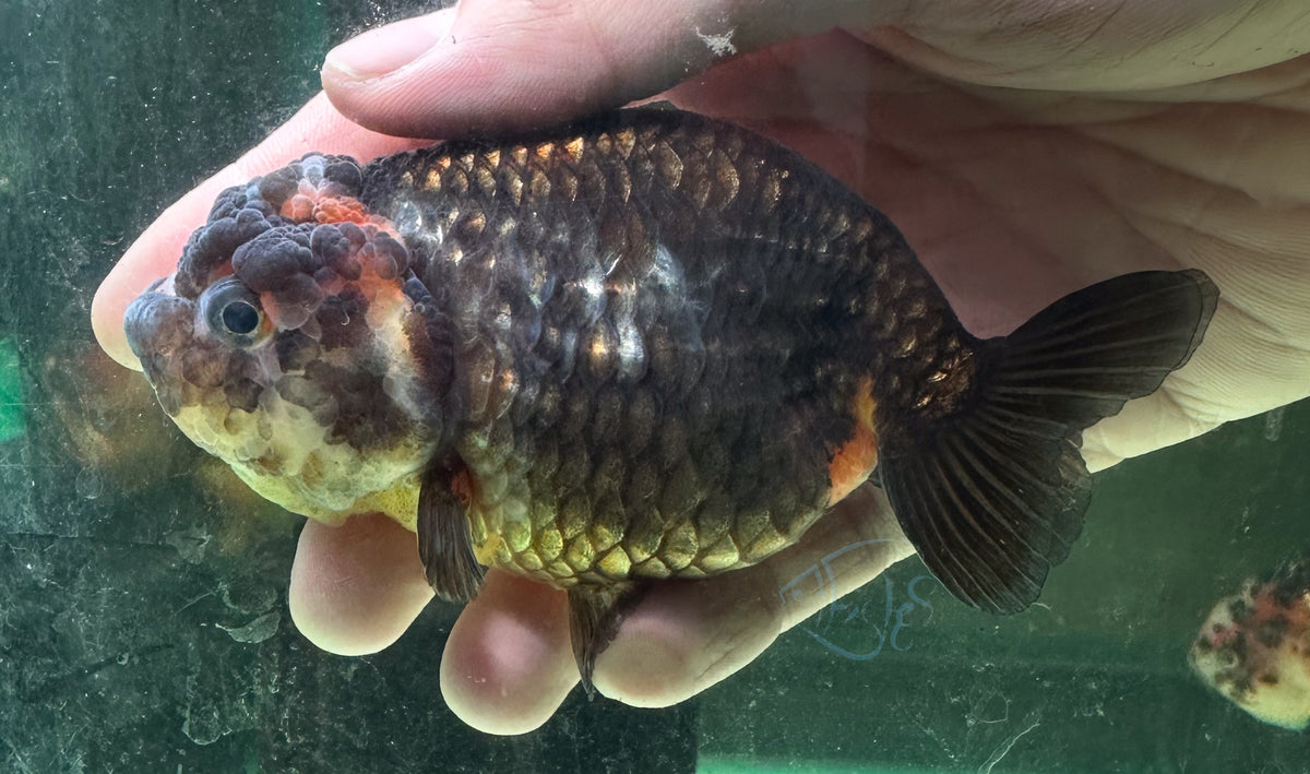 Black Calico Ranchu Goldfish