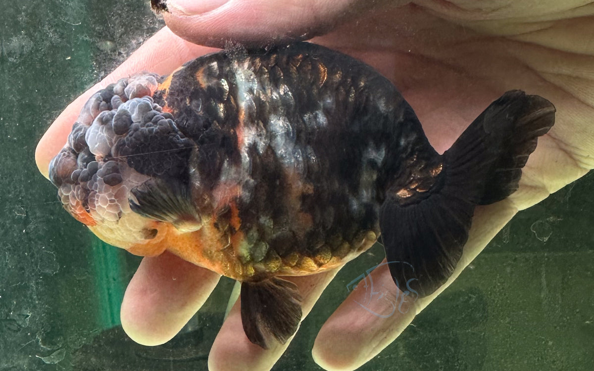 Black Calico Ranchu Goldfish