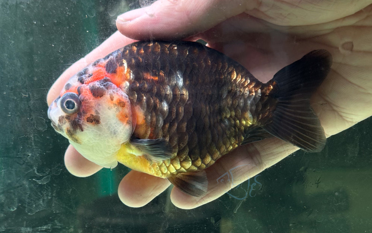 Black Calico Ranchu Goldfish