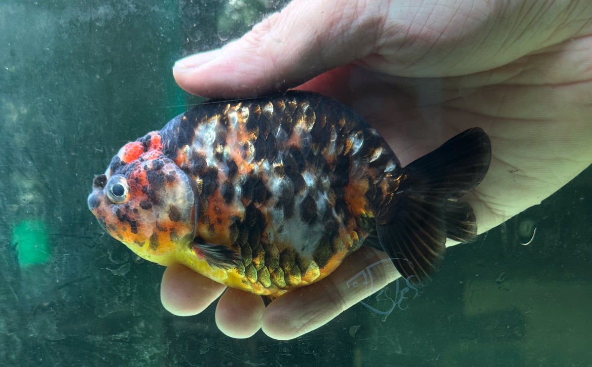 Black Calico Ranchu Goldfish