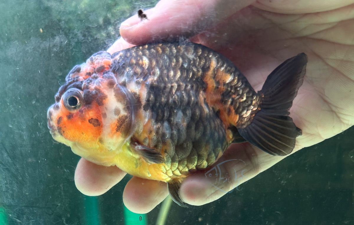 Black Calico Ranchu Goldfish