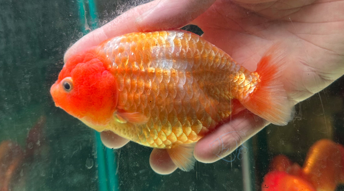 Orange Ranchu Goldfish