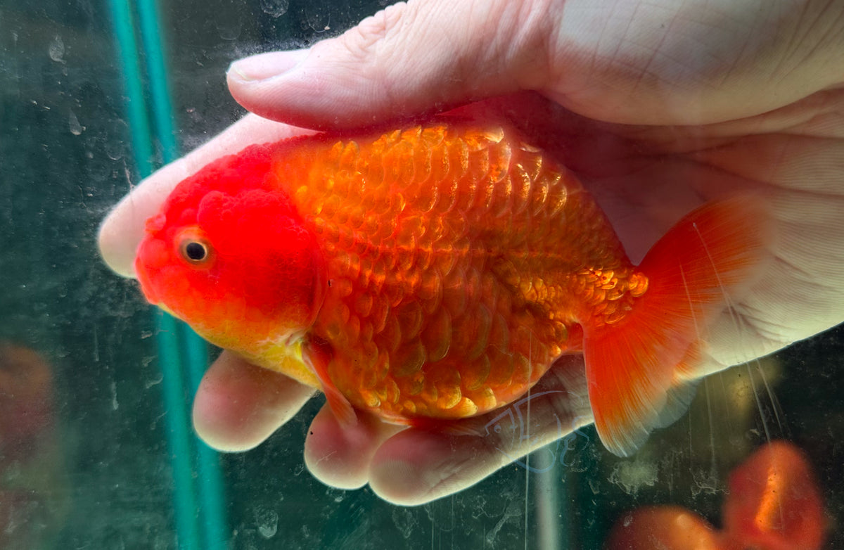 Orange Ranchu Goldfish
