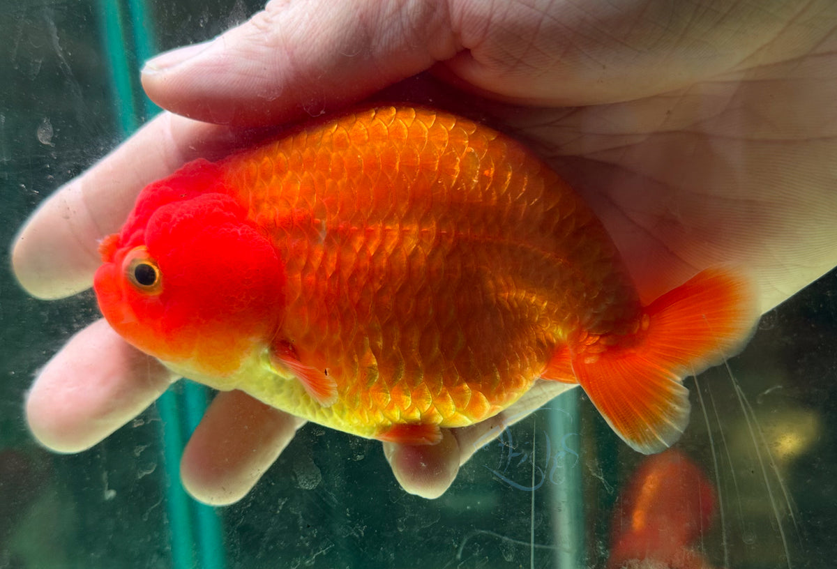 Orange Ranchu Goldfish