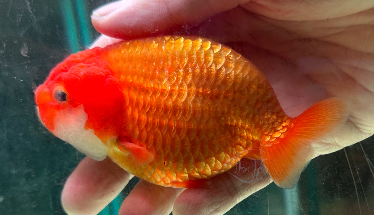 Orange Ranchu Goldfish