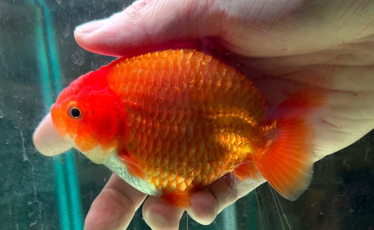 Orange Ranchu Goldfish