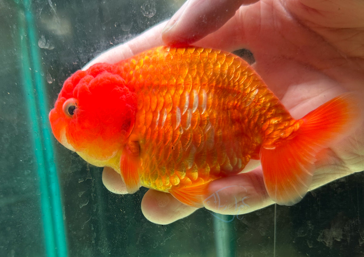 Orange Ranchu Goldfish