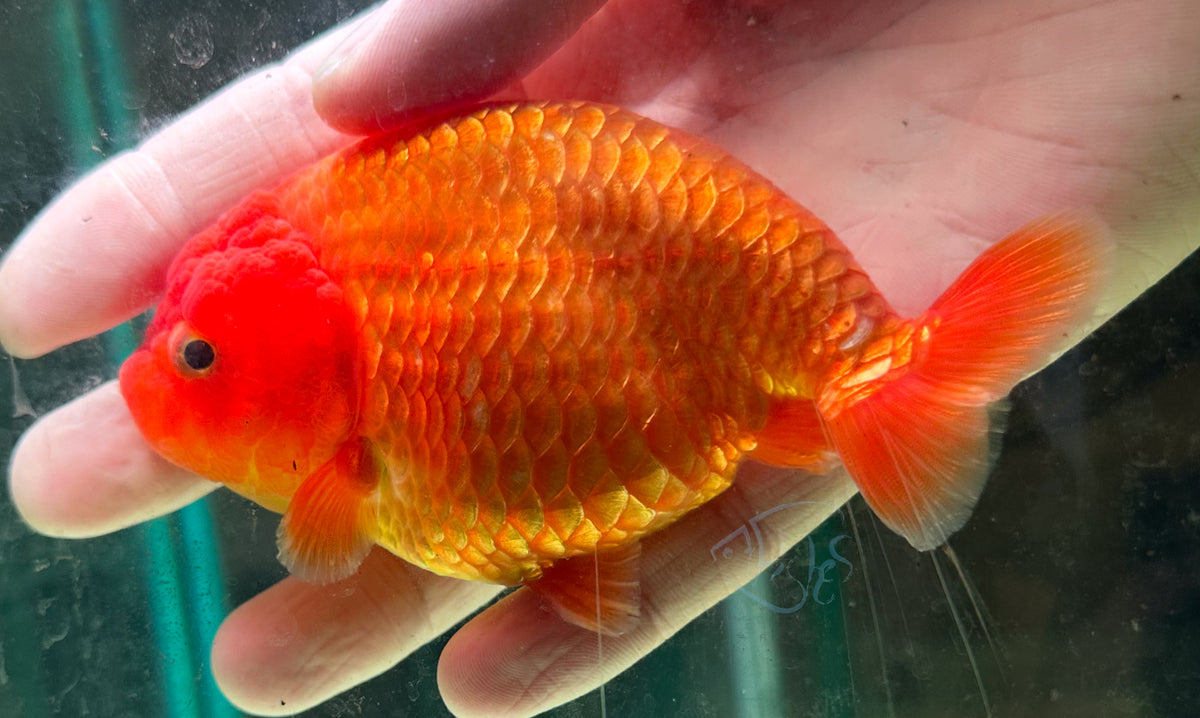 Orange Ranchu Goldfish