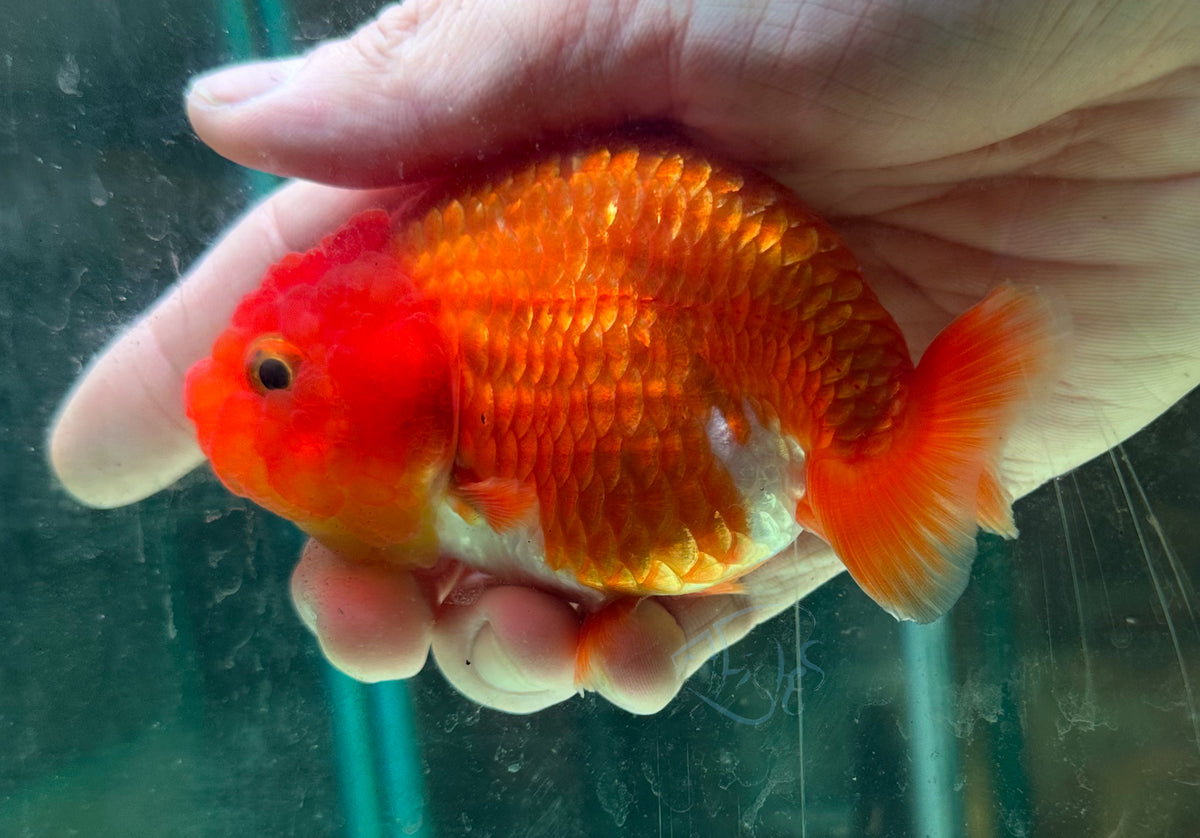 Orange Ranchu Goldfish