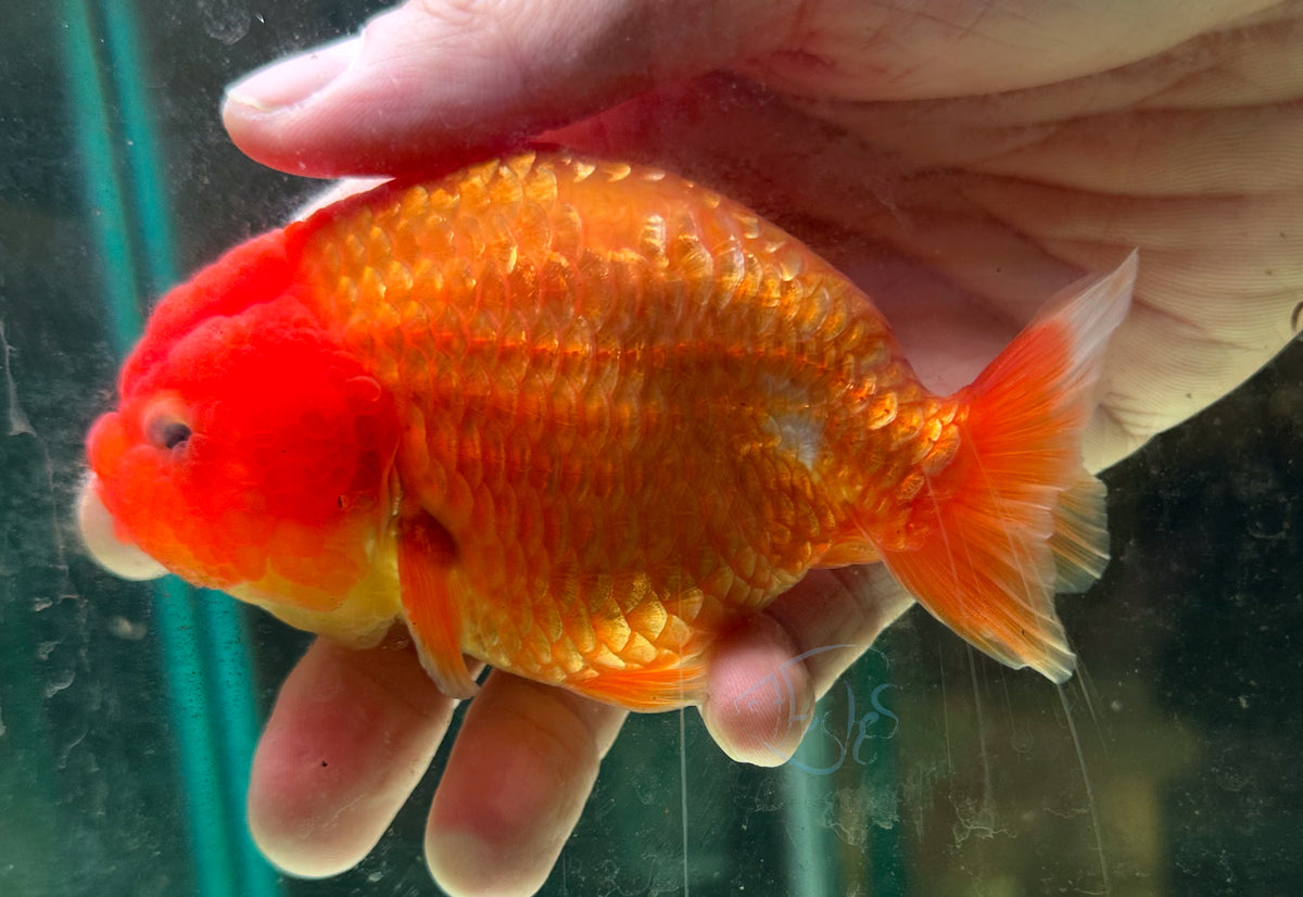 Orange Ranchu Goldfish