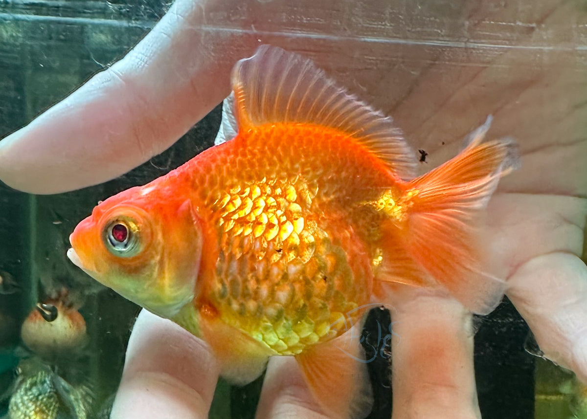 Orange Dragon Eye Pearlscale Ping Pong Goldfish