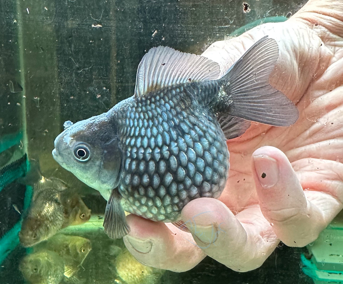 Blue Pearlscale Ping Pong Goldfish