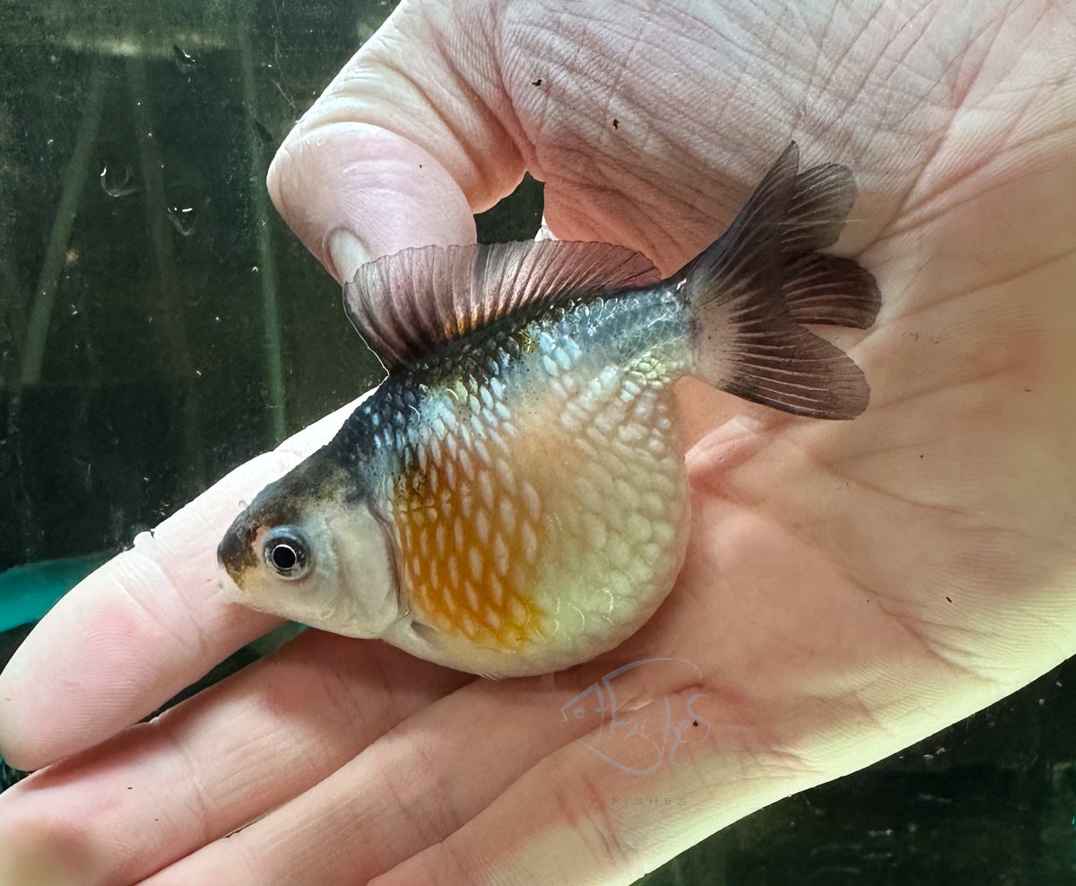 Blue Calico Pearlscale Ping Pong Goldfish
