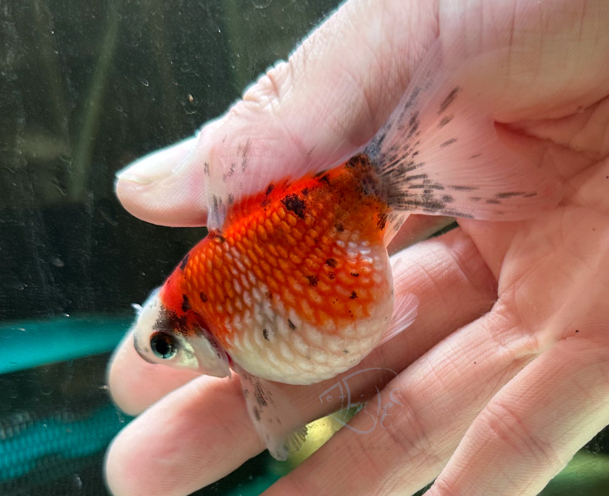 Calico Pearlscale Ping Pong Goldfish
