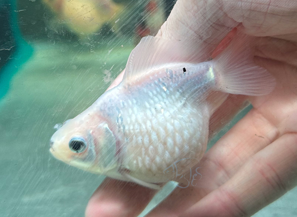 White Pearlscale Ping Pong Goldfish