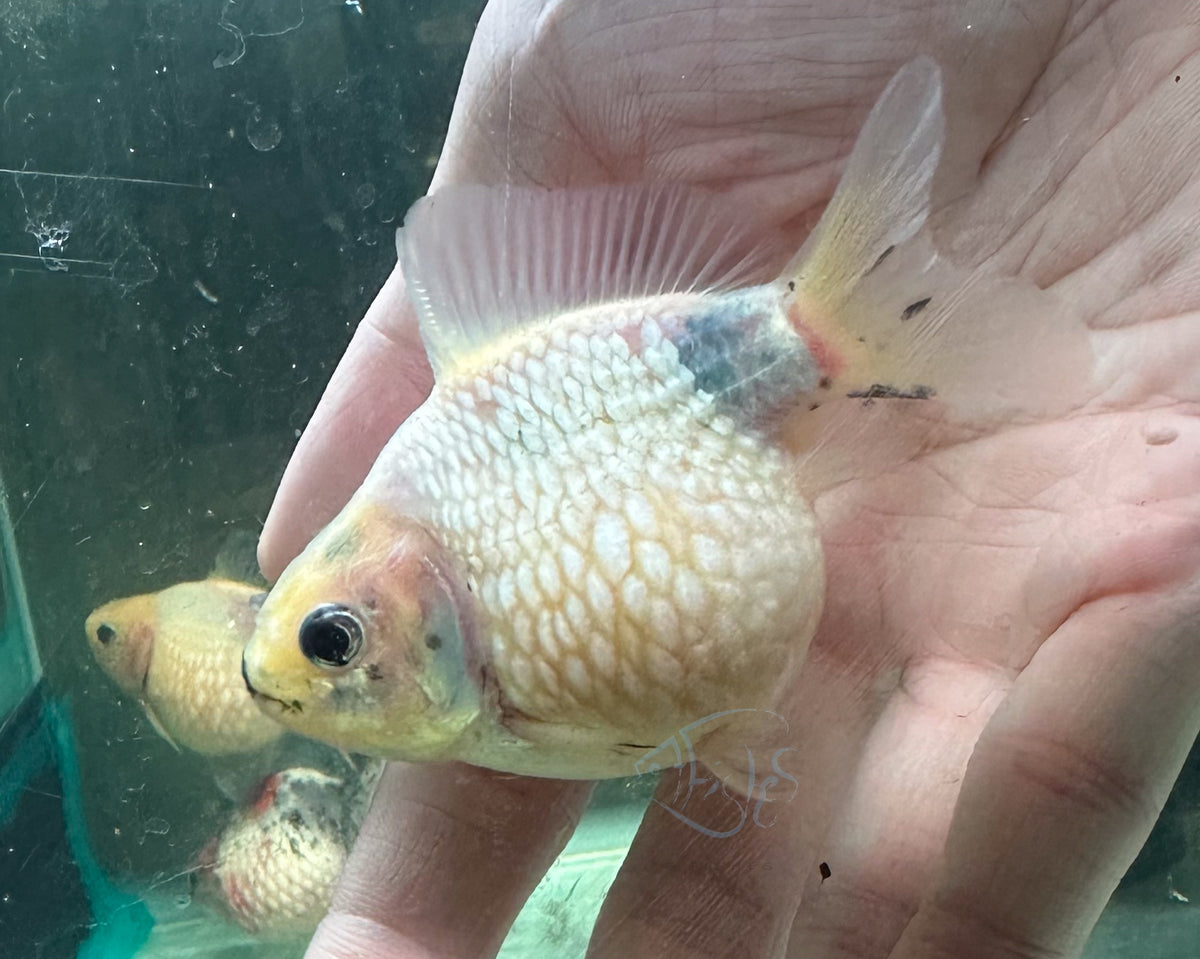 White Pearlscale Ping Pong Goldfish