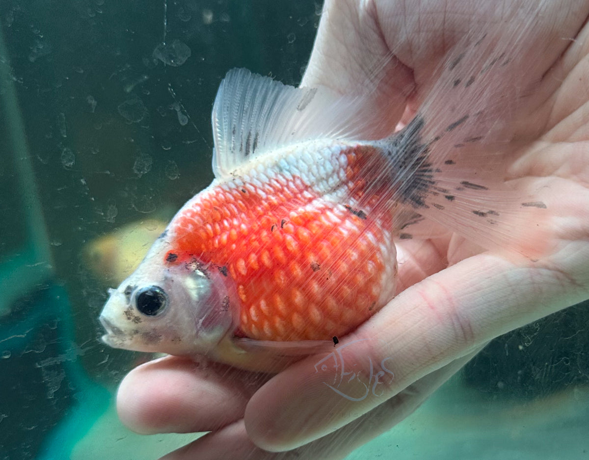 Calico Pearlscale Ping Pong Goldfish