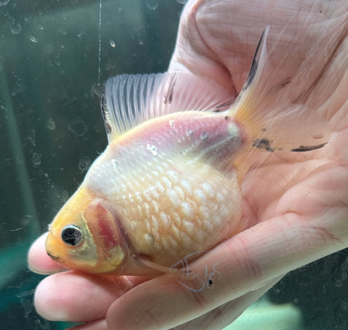 White Pearlscale Ping Pong Goldfish