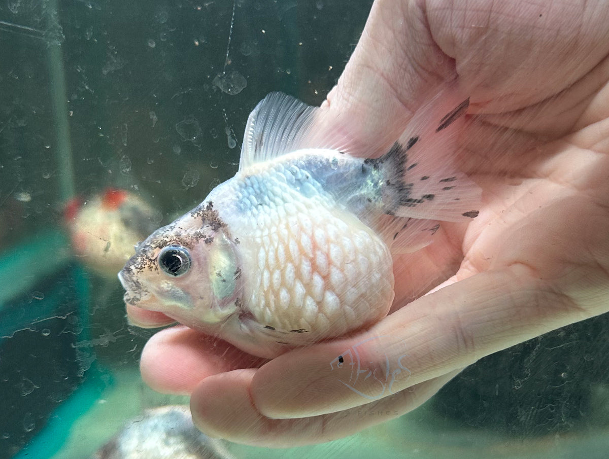 Ink Spot Pearlscale Ping Pong Goldfish