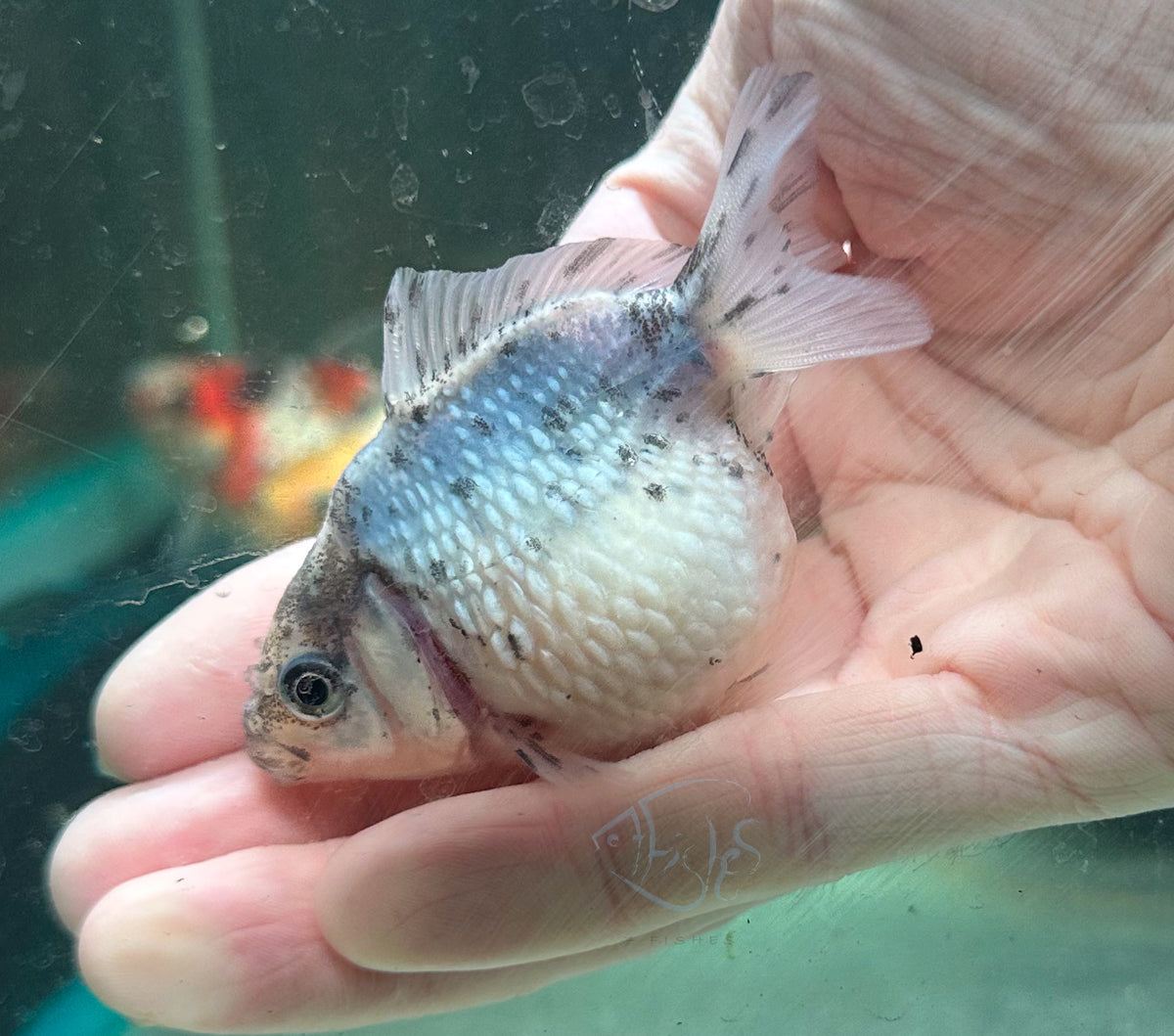 Ink Spot Pearlscale Ping Pong Goldfish