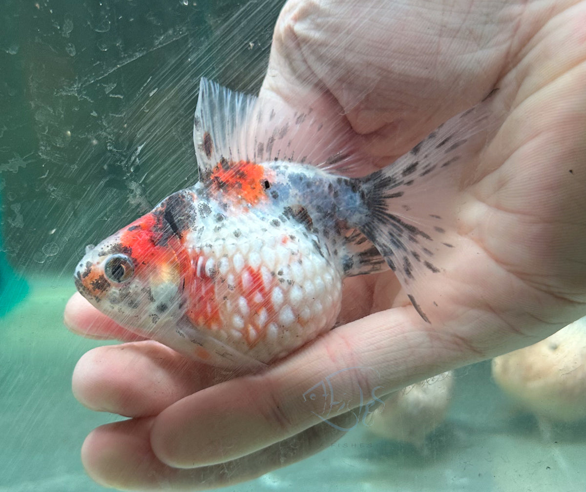 Calico Pearlscale Ping Pong Goldfish