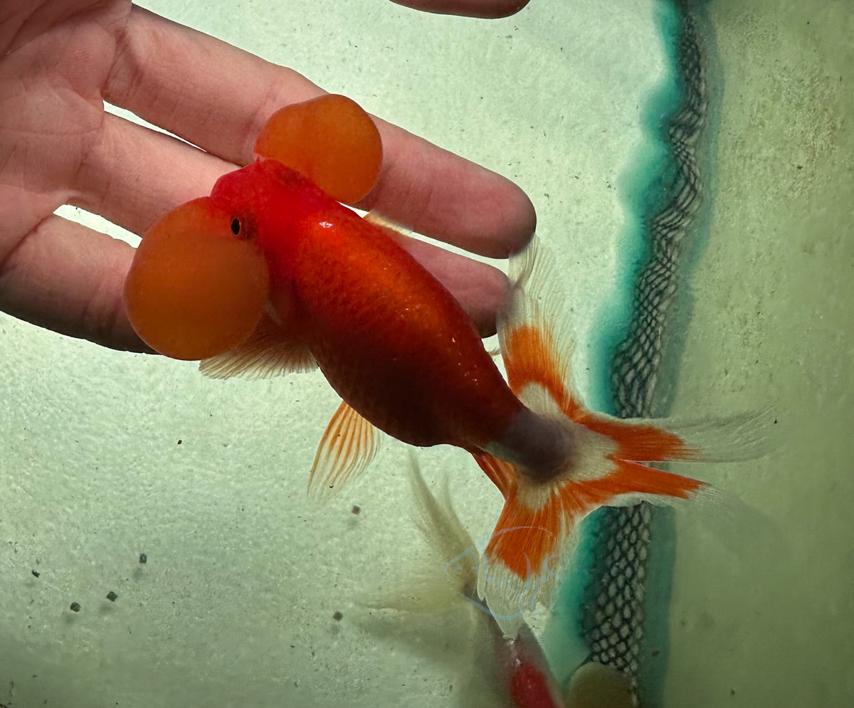 Orange Bubble Eye Goldfish