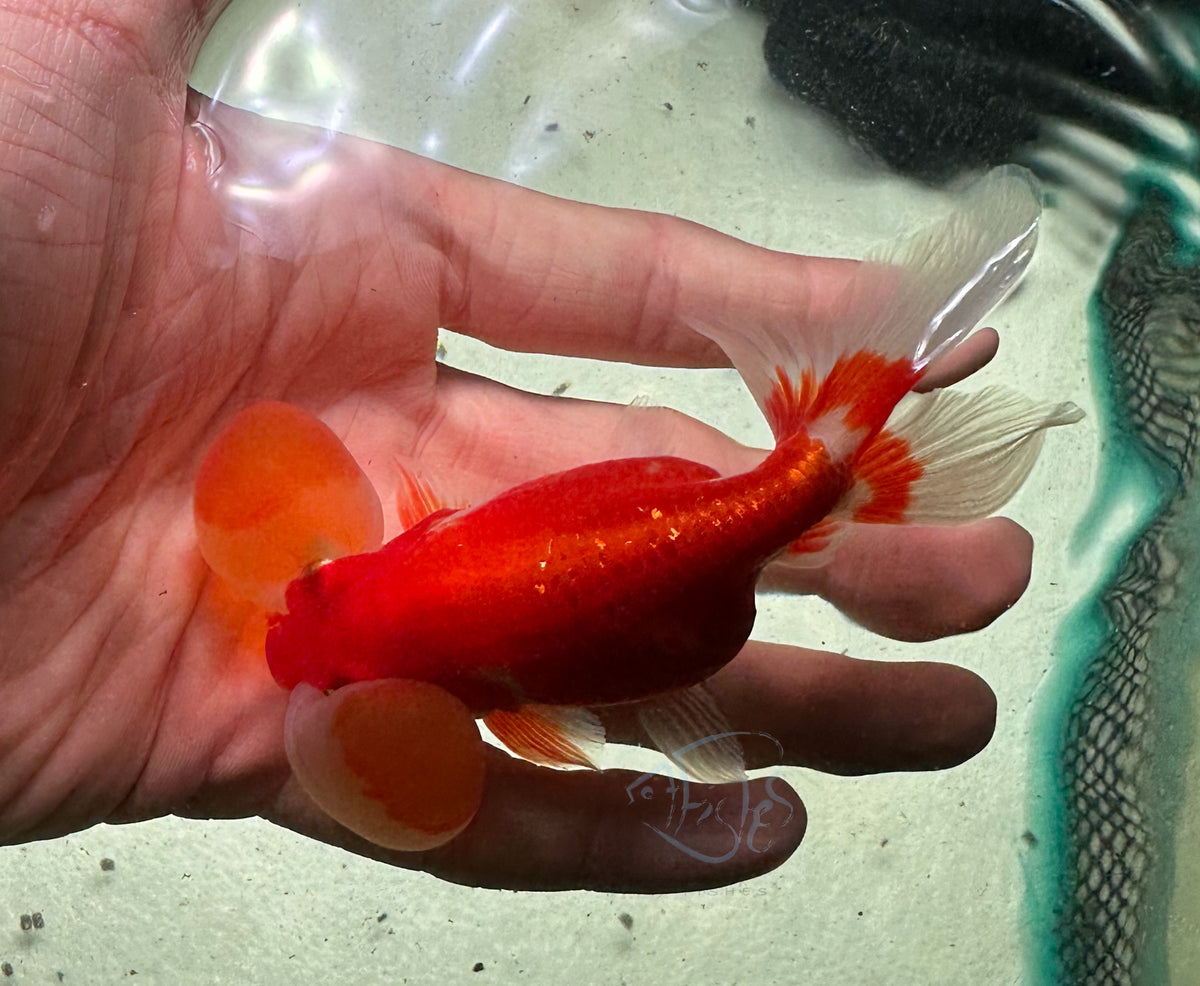 Orange Bubble Eye Goldfish