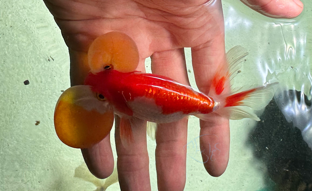 Orange White Bubble Eye Goldfish