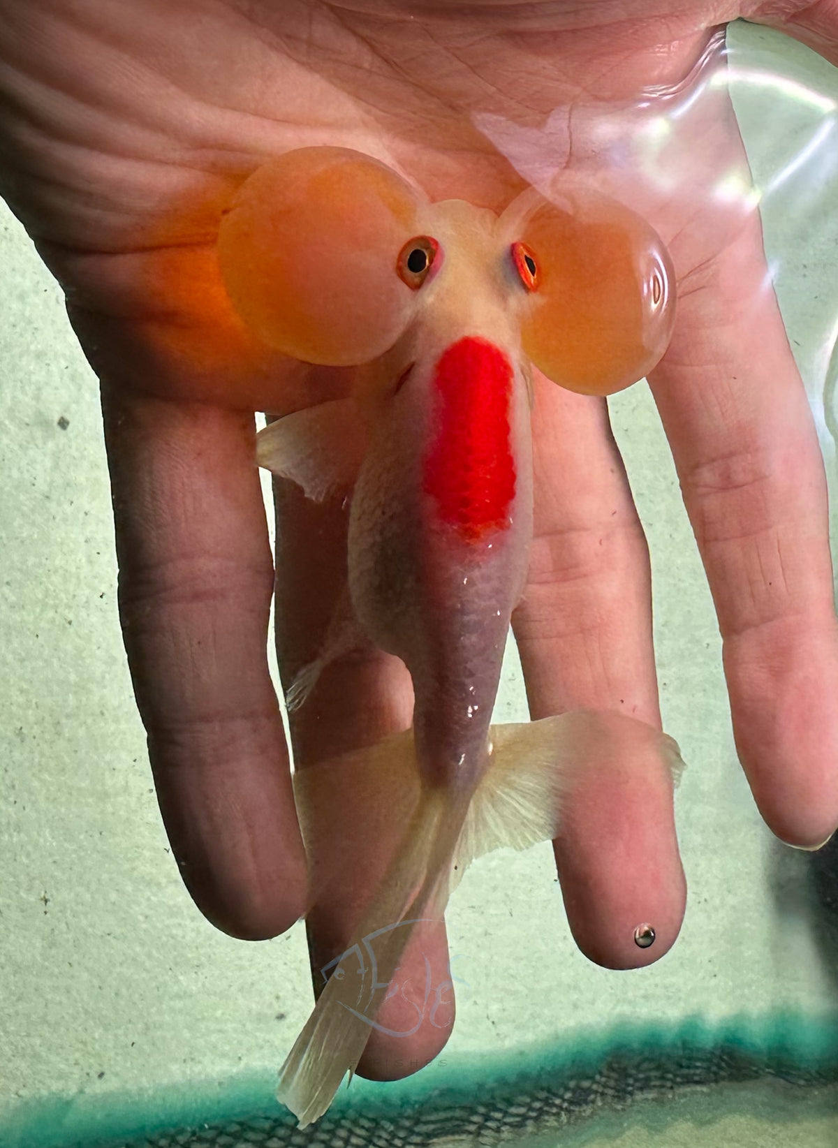Orange White Bubble Eye Goldfish