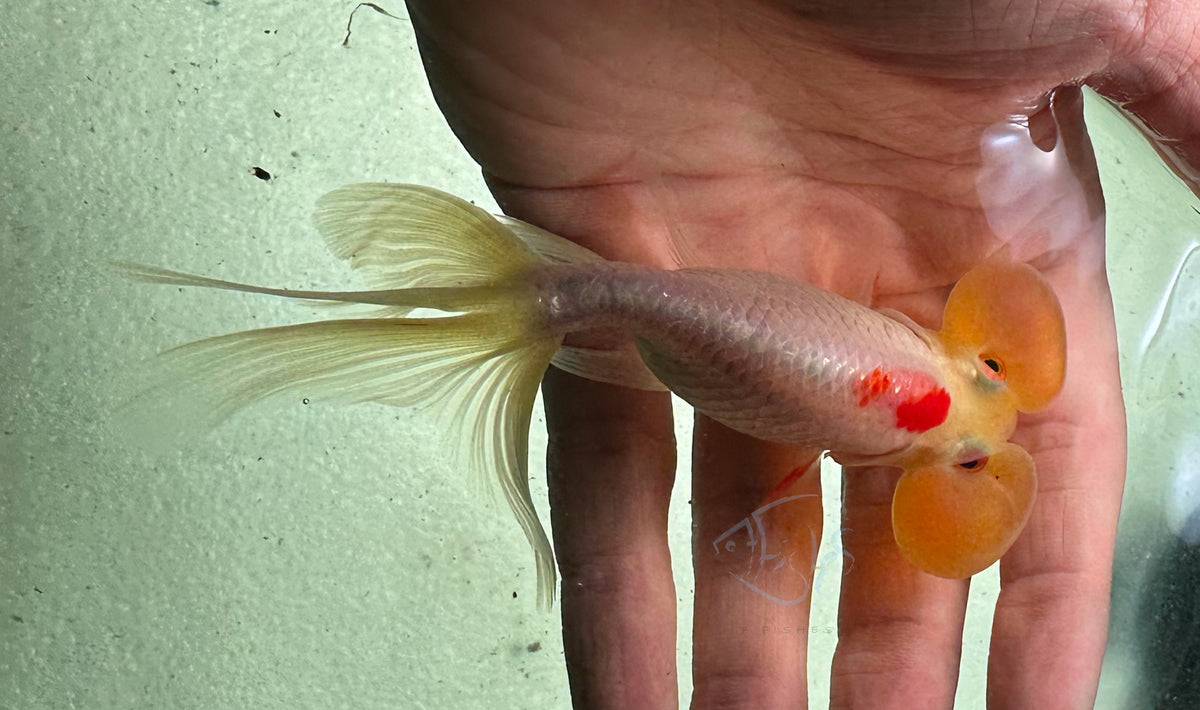 Tancho Bubble Eye Goldfish