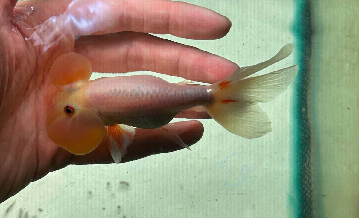 White Bubble Eye Goldfish
