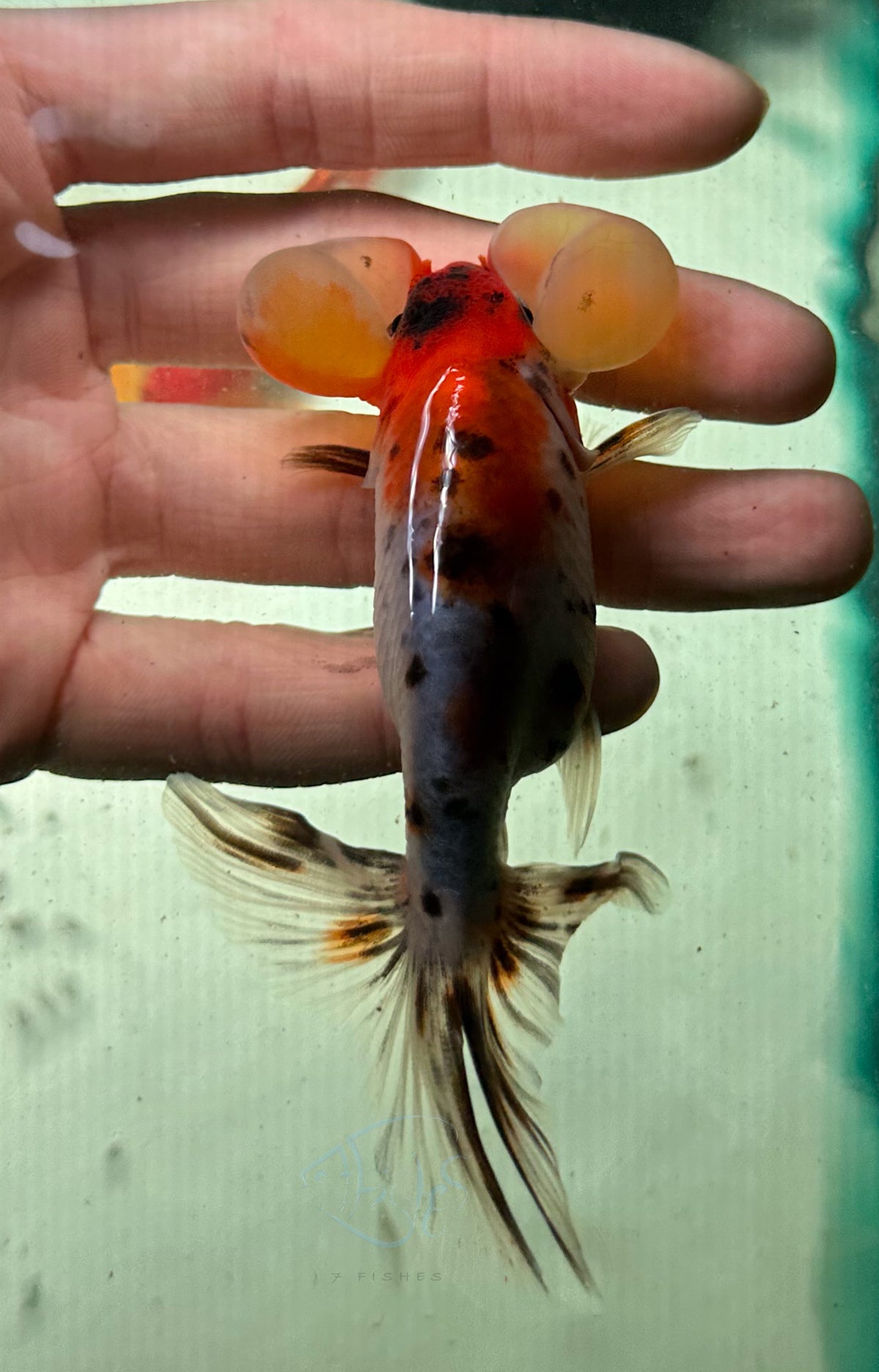 Calico Bubble Eye Goldfish