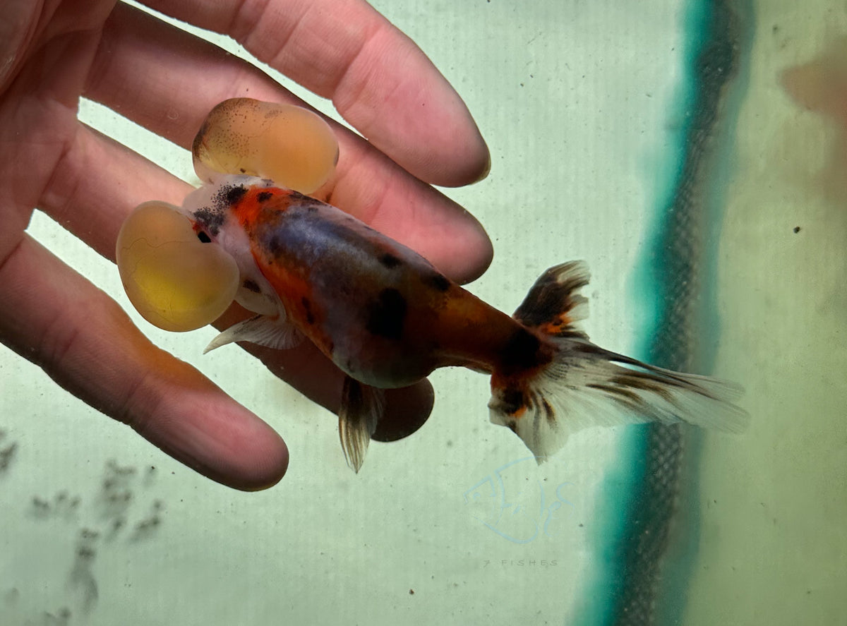 Calico Bubble Eye Goldfish