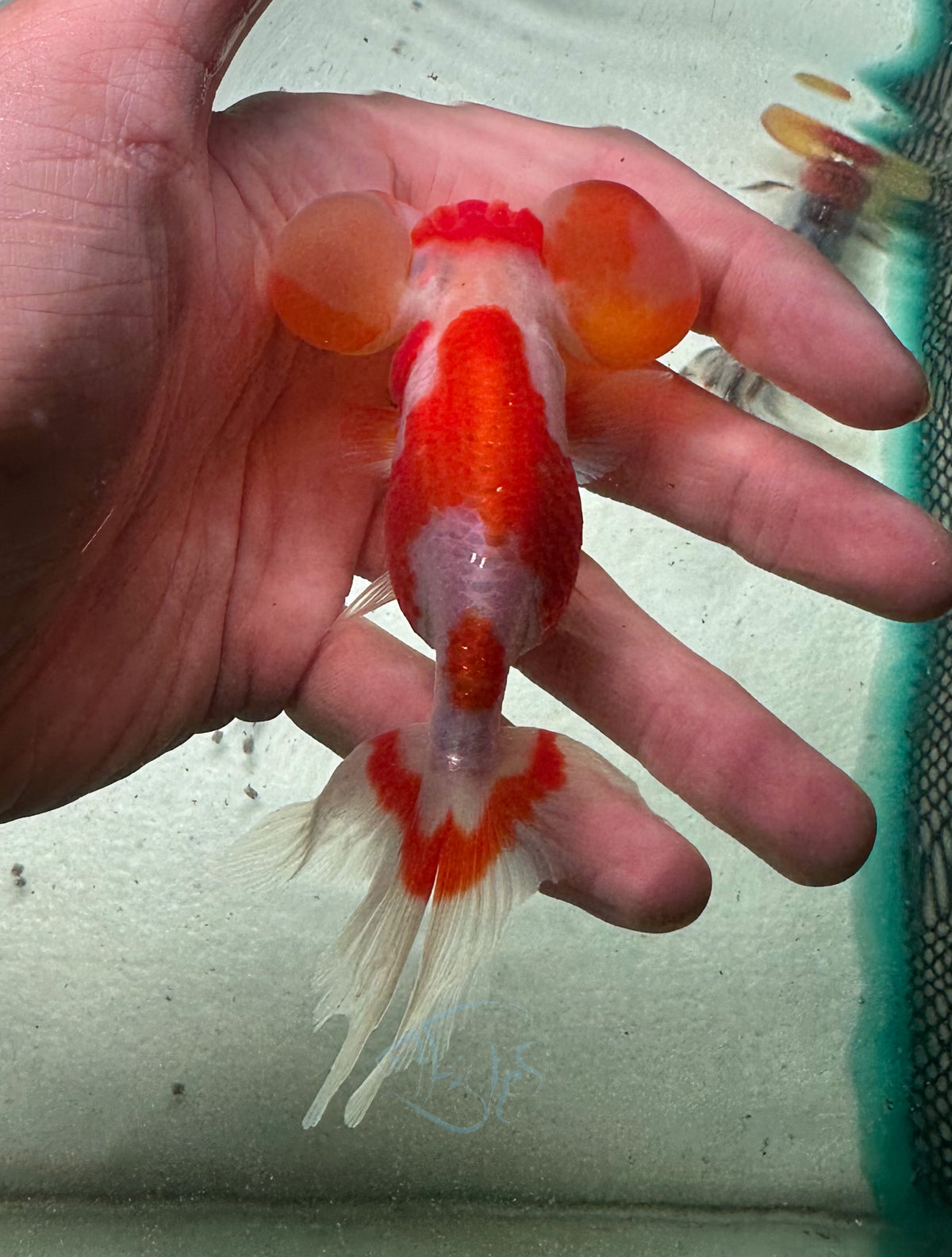 Orange White Bubble Eye Goldfish