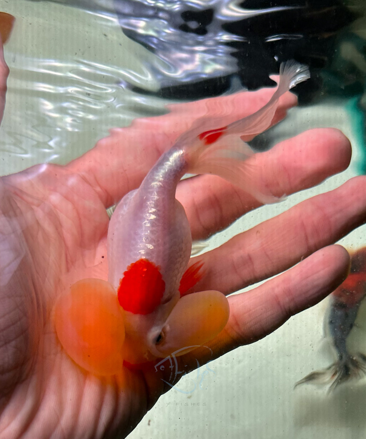 Tancho Bubble Eye Goldfish