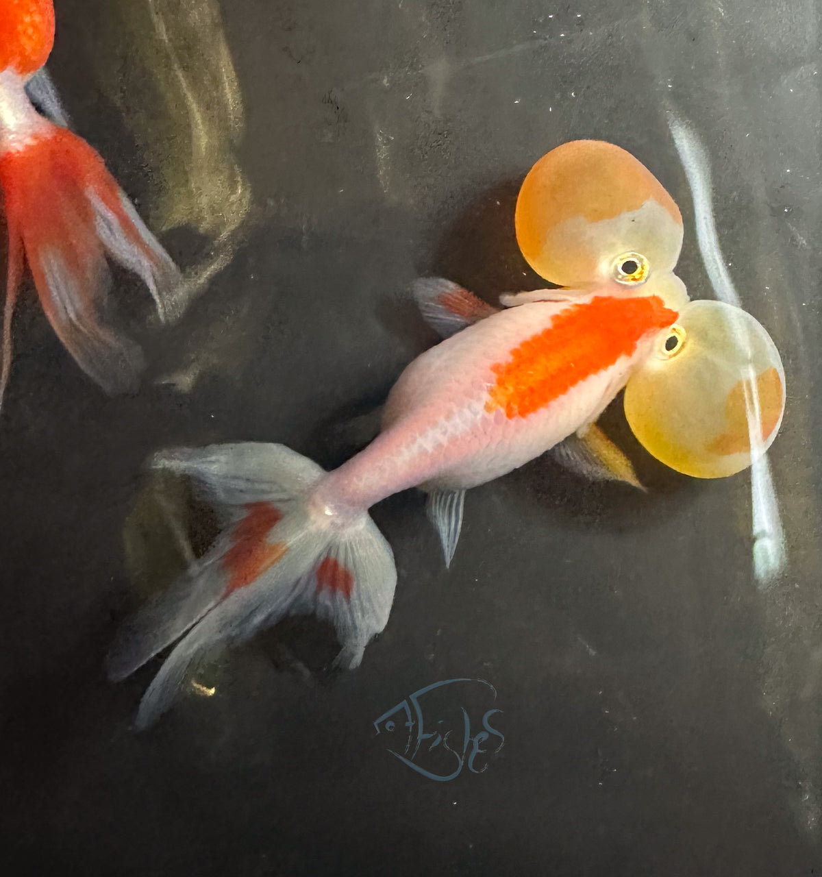 Orange White Bubble Eye Goldfish