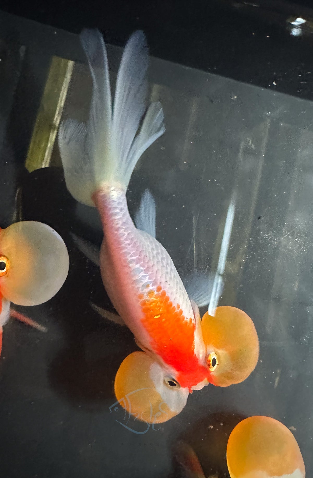 Orange White Bubble Eye Goldfish