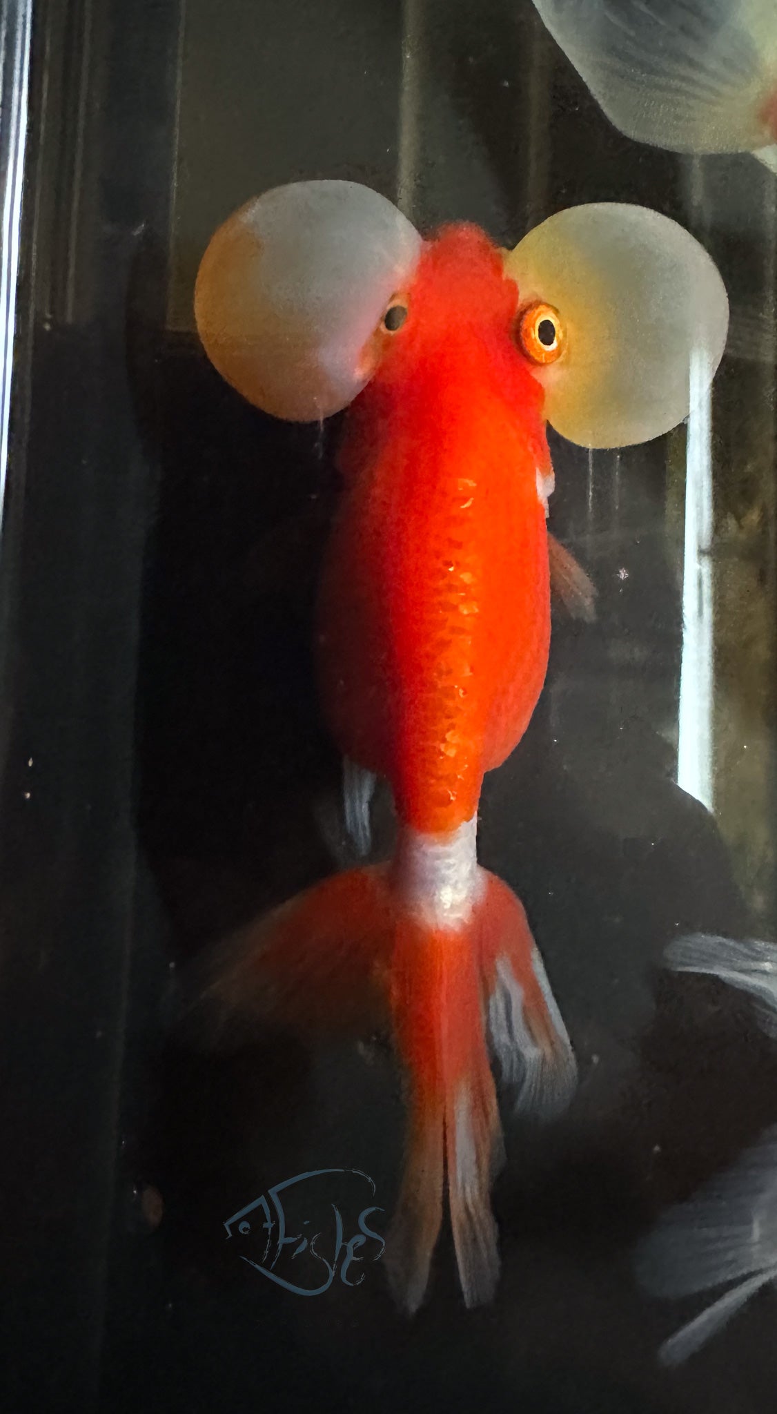 Orange Bubble Eye Goldfish