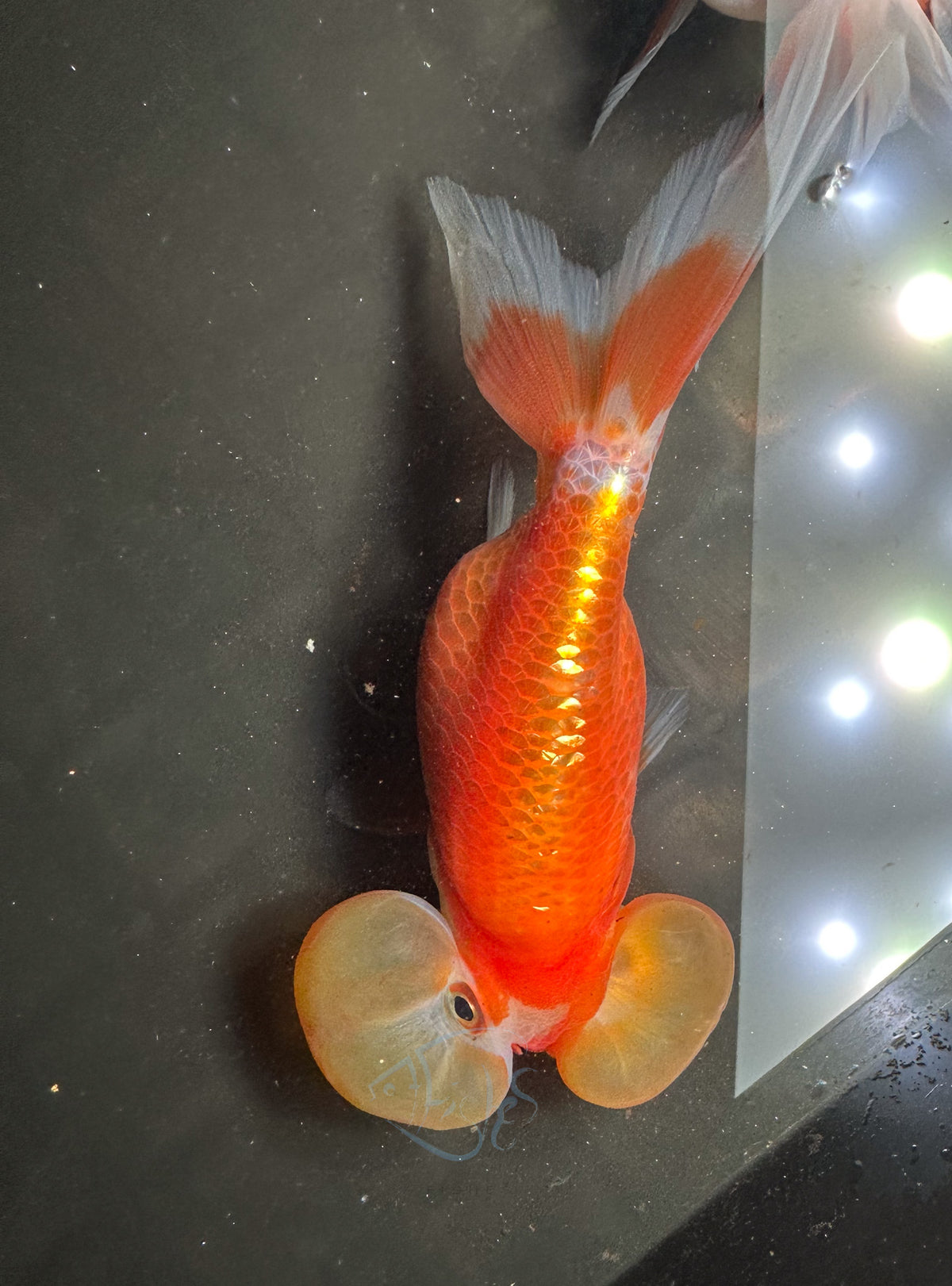 Orange Bubble Eye Goldfish